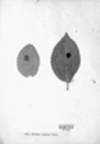 Polystigma rubrum image